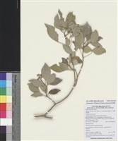 藏品(臺灣常春藤)的圖片